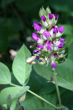 Photo taken near Coyote Creek at the edge of the Diablo Foothills © 2004 Janell Hillman. 